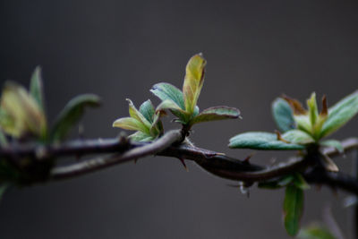 Close-up of plant growing on tree