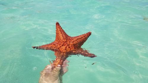High angle view of hand holding toy starfish in sea