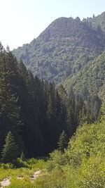 Scenic view of forest against clear sky