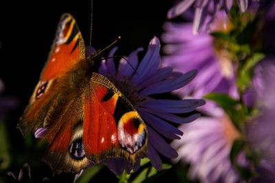 Close-up of butterfly pollinating on flower