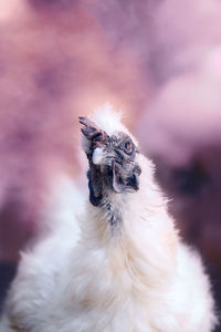 Portrait of a rooster with a pink background serious look of a rooster with a crest. 