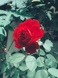Close-up of red rose blooming outdoors