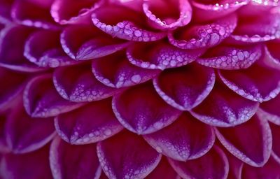 Full frame shot of purple flower