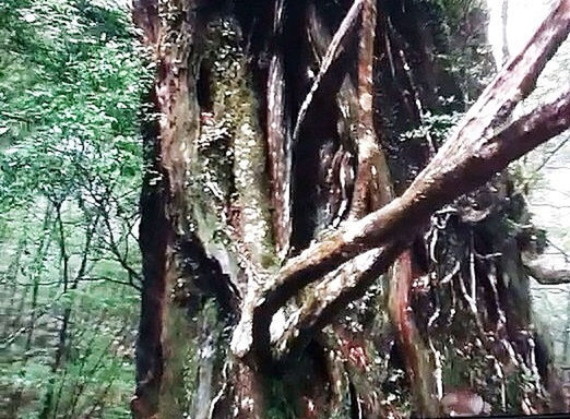 tree, tree trunk, growth, branch, forest, nature, wood - material, low angle view, tranquility, day, outdoors, plant, no people, root, close-up, textured, growing, sunlight, green color, beauty in nature