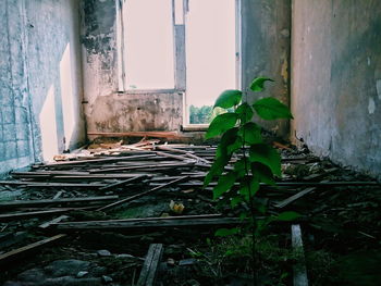 Close-up of abandoned house