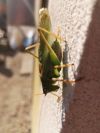 Close-up of insect on wall