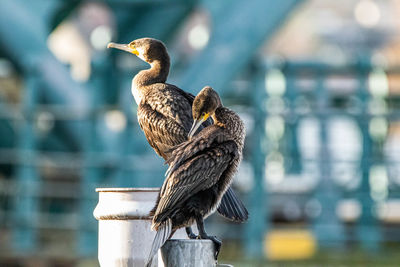 Close-up of birds perching on wooden post