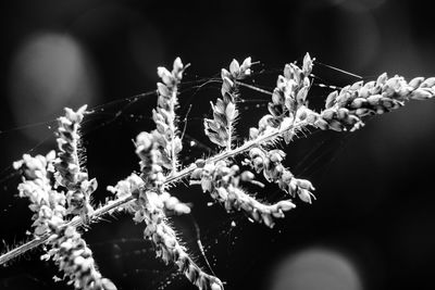 Close-up of flowering plant