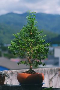 Close-up of small potted plant against tree