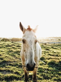 Horse on field against sky