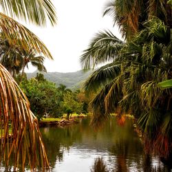 Palm trees by lake against sky