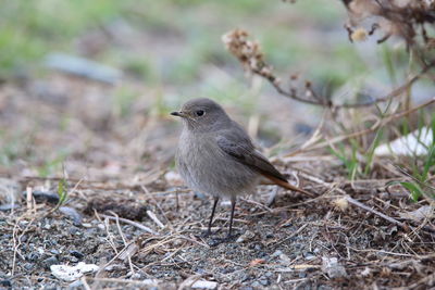 Close-up of bird perching on field