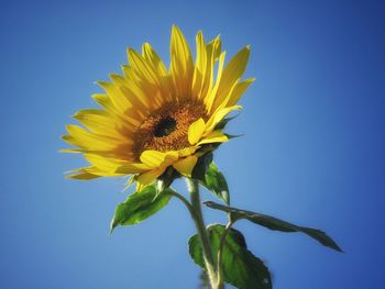 Close-up of bee on sunflower against clear blue sky