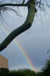 Rainbow over trees