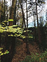 Trees and plants against sky