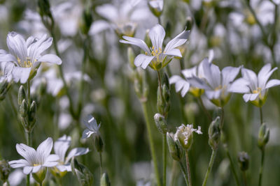 Close-up of white flowering plant