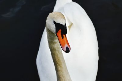 Close-up of swan