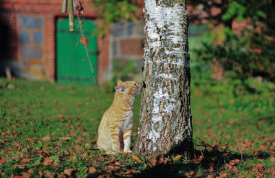 Squirrel on tree trunk