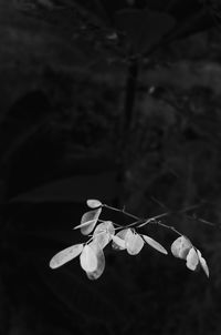 Close-up of white flowering plant