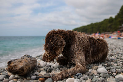 Elephant on rock at beach against sky