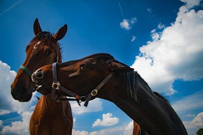 Low angle view of horse against sky