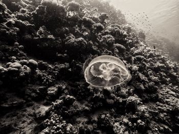 Close-up of jellyfish swimming in sea