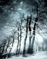 Bare trees against cloudy sky
