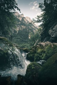 Scenic view of waterfall in forest