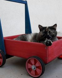 Cat sleeping in car