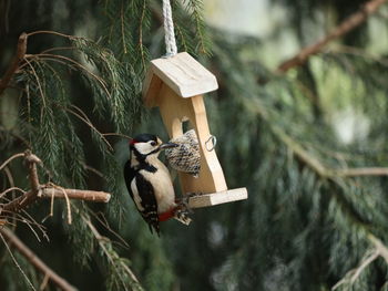 View of bird feeding from a bird feeder on a tree