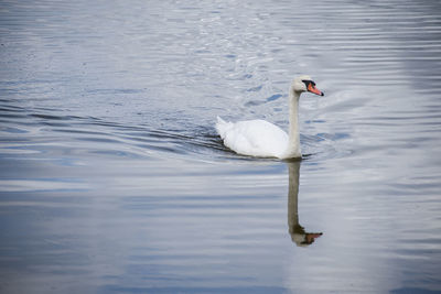 Swan floating on lake