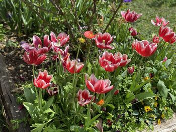 Close-up of pink flowering plants