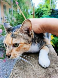 Close-up of hand holding cat looking away