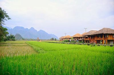 Scenic view of rice field against sky
