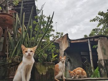 Portrait of cat sitting by tree against sky
