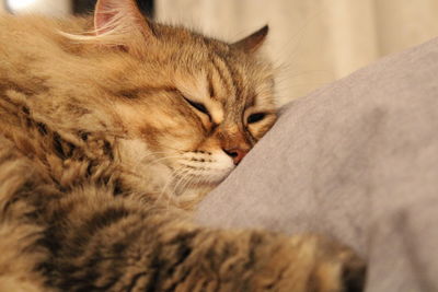 Close-up of cat sleeping