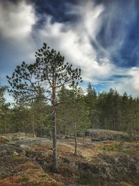 Trees in forest against sky