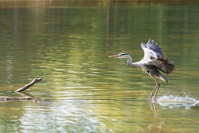 Bird flying over lake