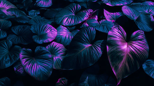 Tropical leaf background, pink blue color toned