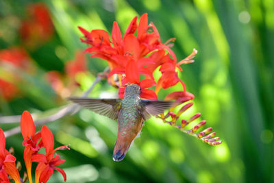Close-up of red pollinating flower