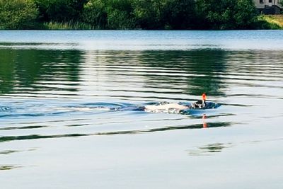 View of duck swimming in lake