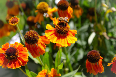 Close-up of flower