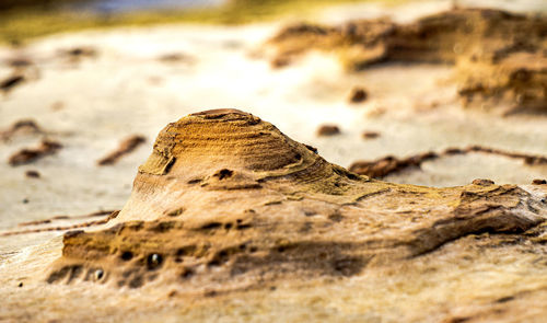 Close-up of lizard on rock