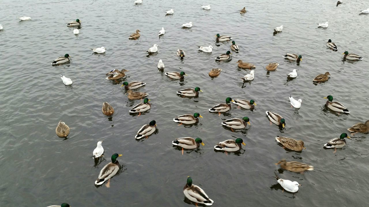 bird, animals in the wild, animal themes, water, wildlife, flock of birds, duck, lake, nature, flying, high angle view, waterfront, day, reflection, seagull, outdoors, swimming, tranquility, water bird