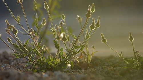 Close-up of fresh plants on field