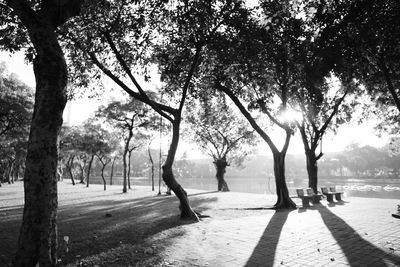 Trees on beach against sky