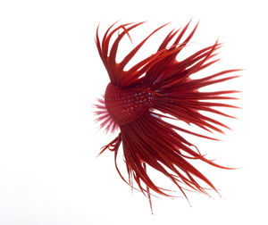 Close-up of red flower against white background