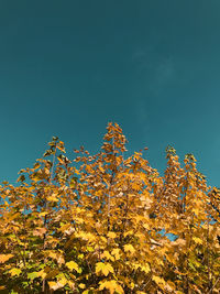 Low angle view of flowering plants against clear blue sky