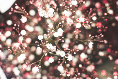 Close-up of cherry blossoms on tree