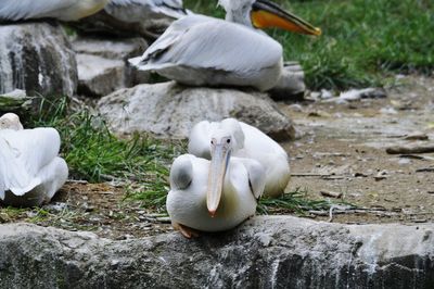 Close-up of bird perching